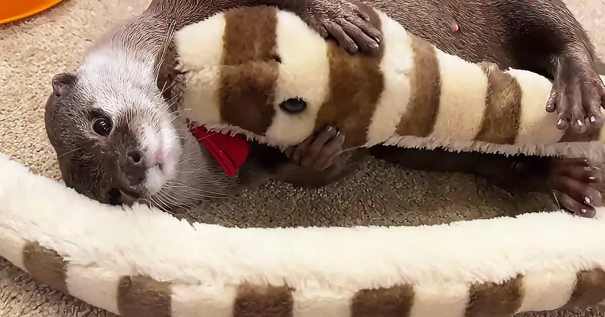 An otter with a striped wrap on its body lies on a checkered blanket, looking curious.