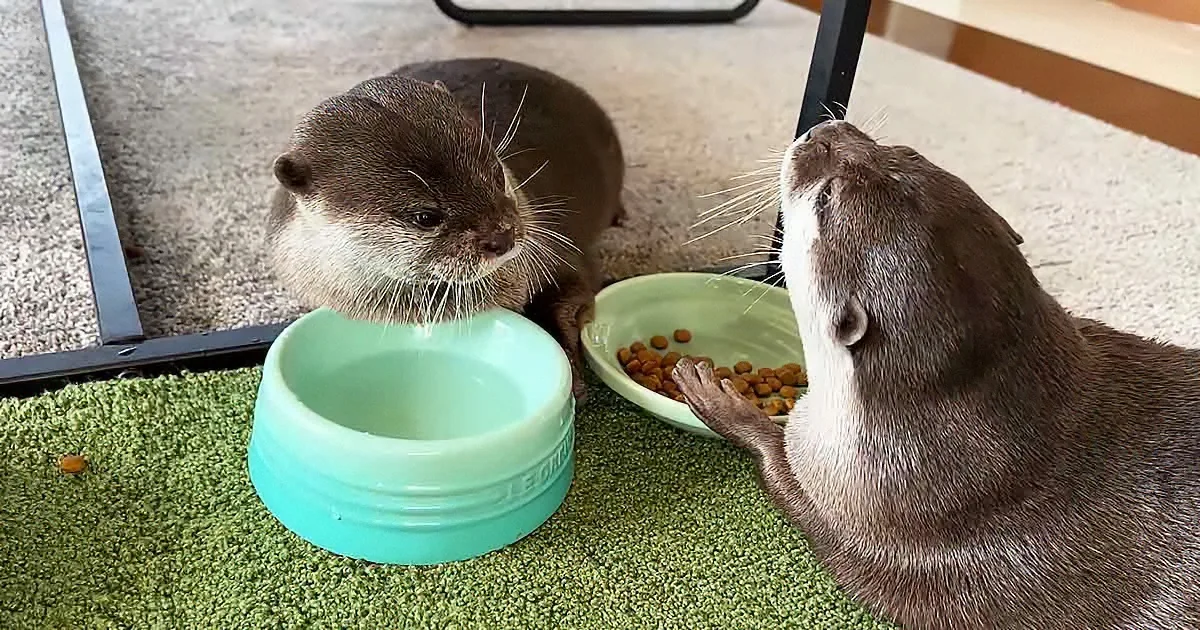 Otter Teases His Sister for Stealing His Favorite Snack