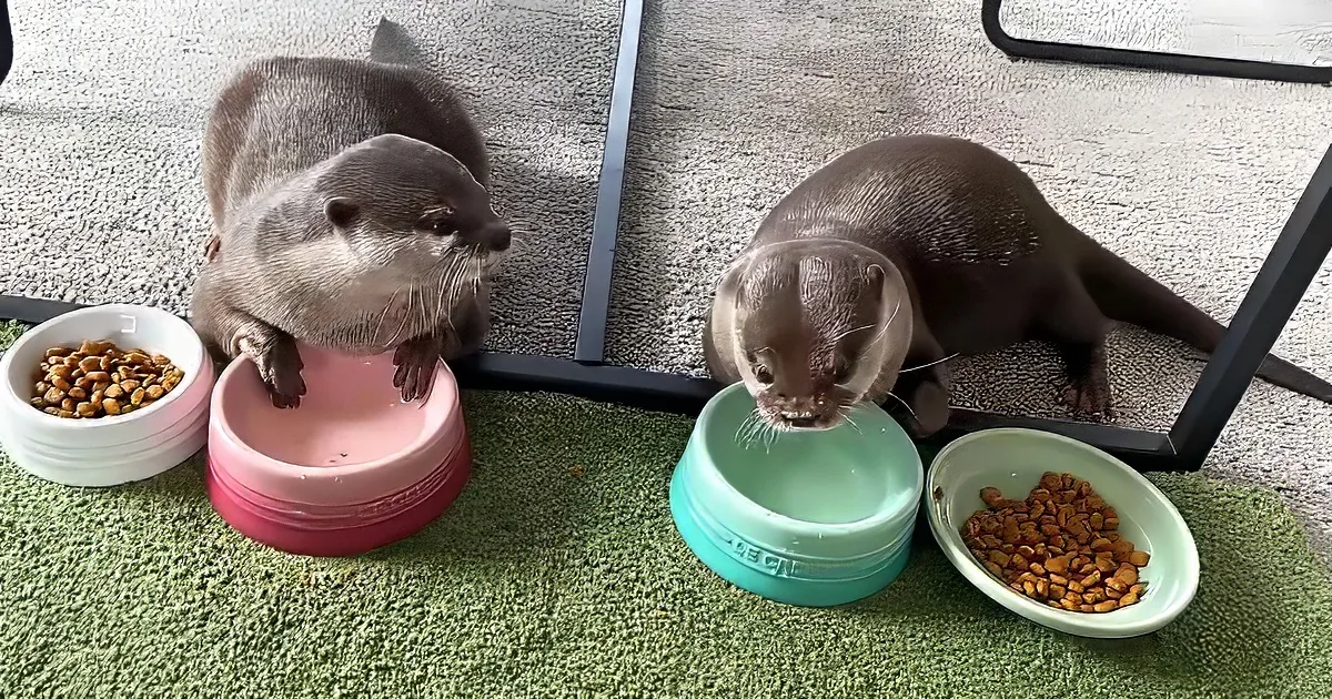 Two otters are eating from bowls on a green mat, with one otter in a pink bowl and the other in a blue bowl.