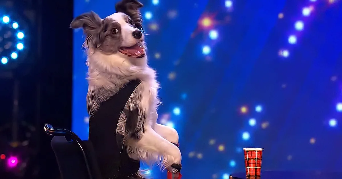 Two-year-old Border Collie, Nymeria