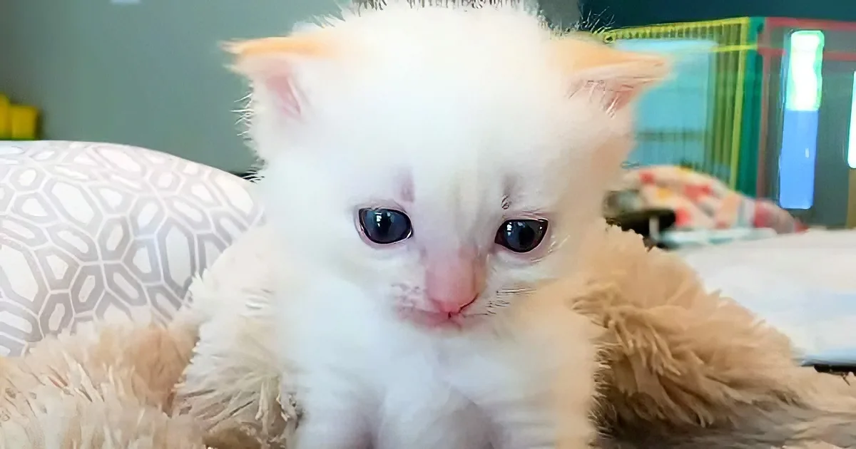 A fluffy white kitten with striking blue eyes rests on a soft, textured surface.