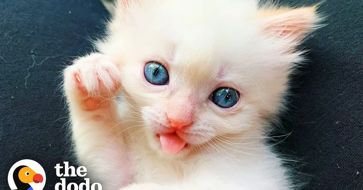 Pocket-Sized Kitty Travels Everywhere With Mom