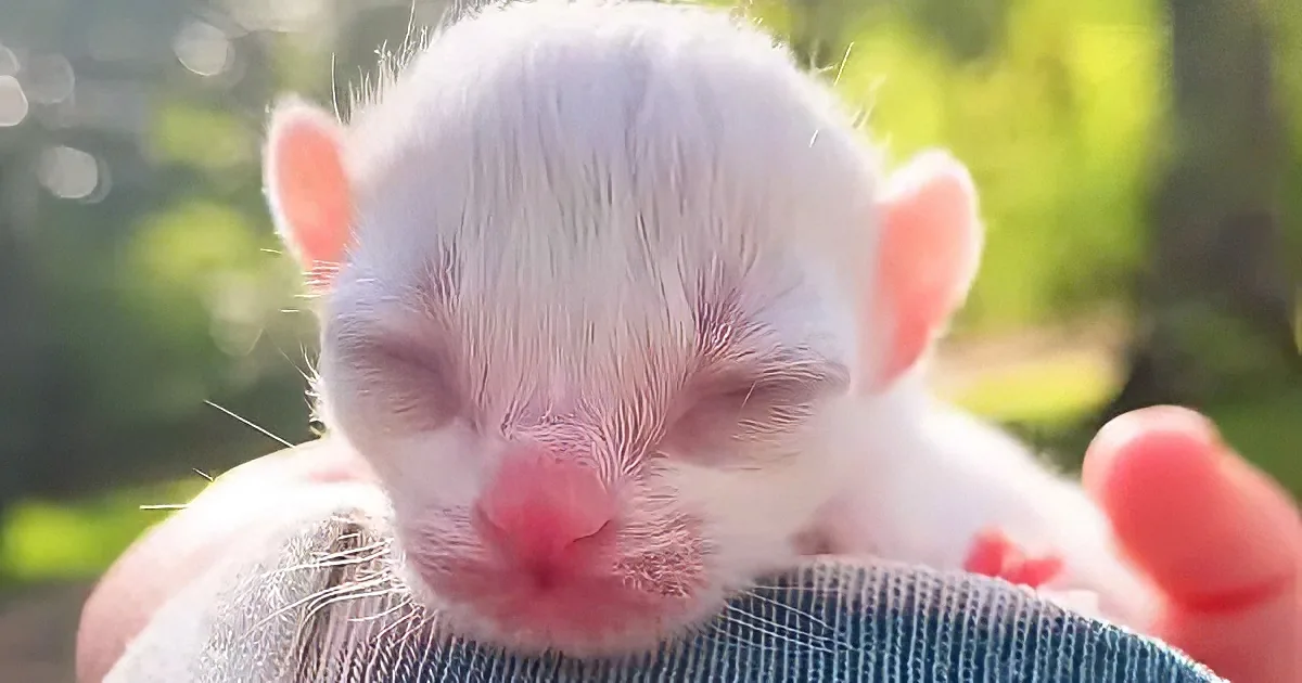 A tiny, white, sleeping kitten with closed eyes, nestled on someone's hand, surrounded by soft, blurred greenery.