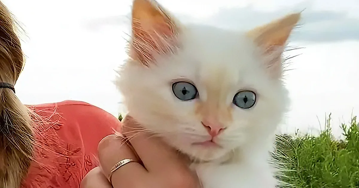A white kitten with striking blue eyes is being held by a person in a red top, with a blurred background of greenery and sky.