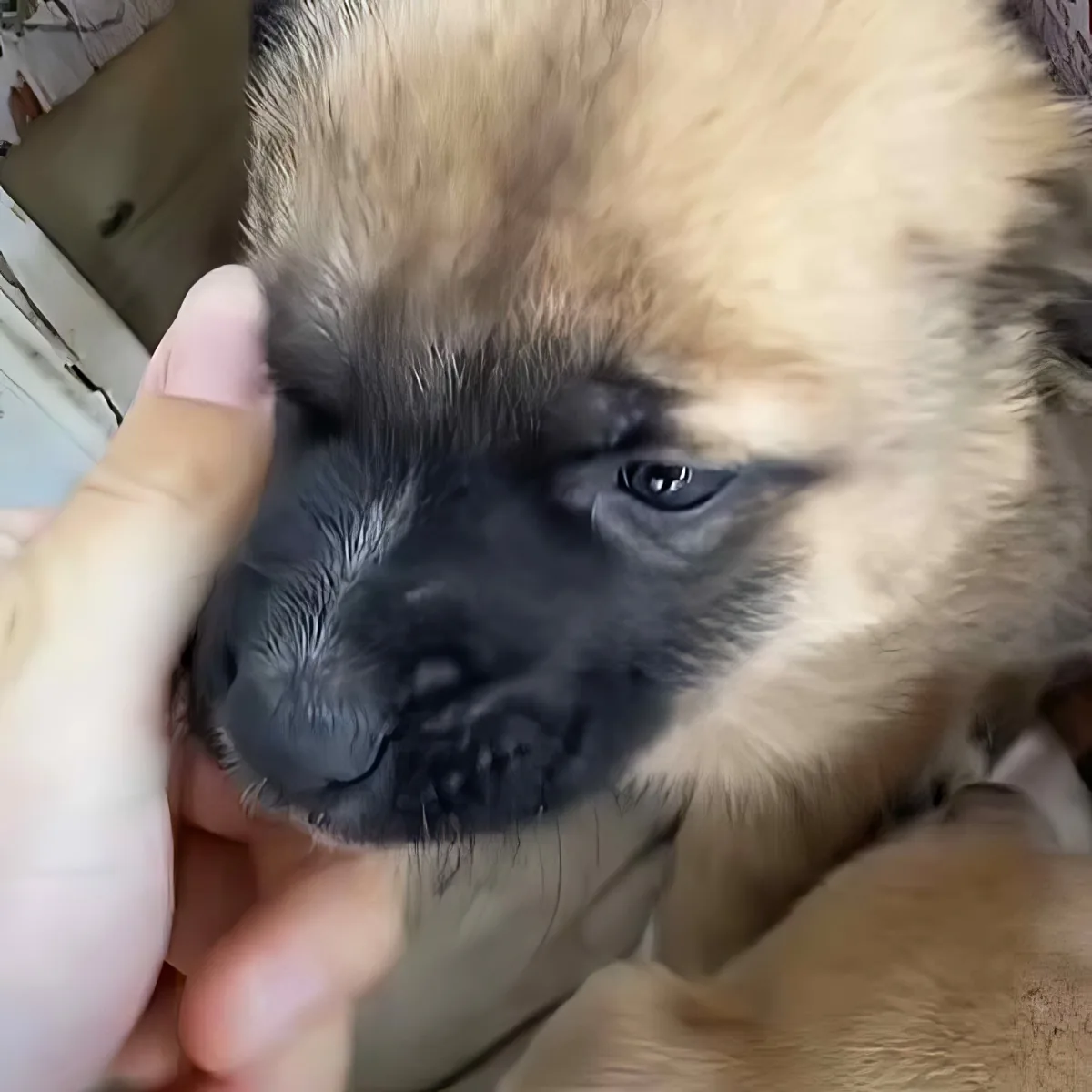 A close-up of a small, fluffy puppy with light fur and dark markings, being gently held by a person's hand.