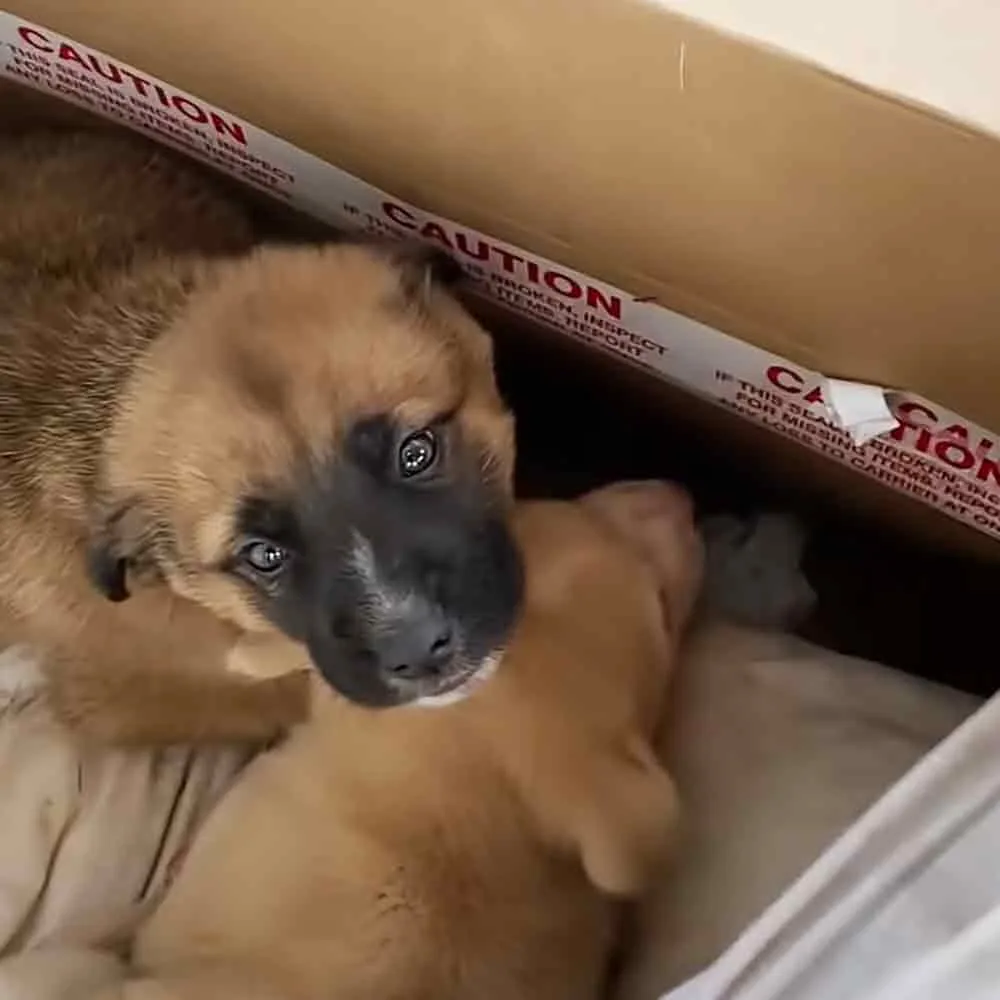 A puppy with a black face and light brown fur is nestled in a cardboard box with caution tape.