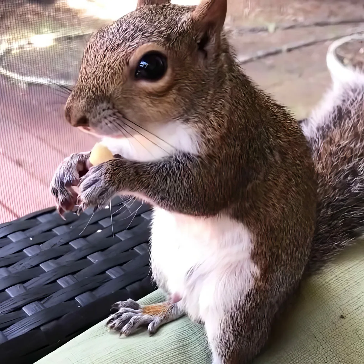 A squirrel with a white belly and brown fur is eating a nut while sitting on a green cushion.