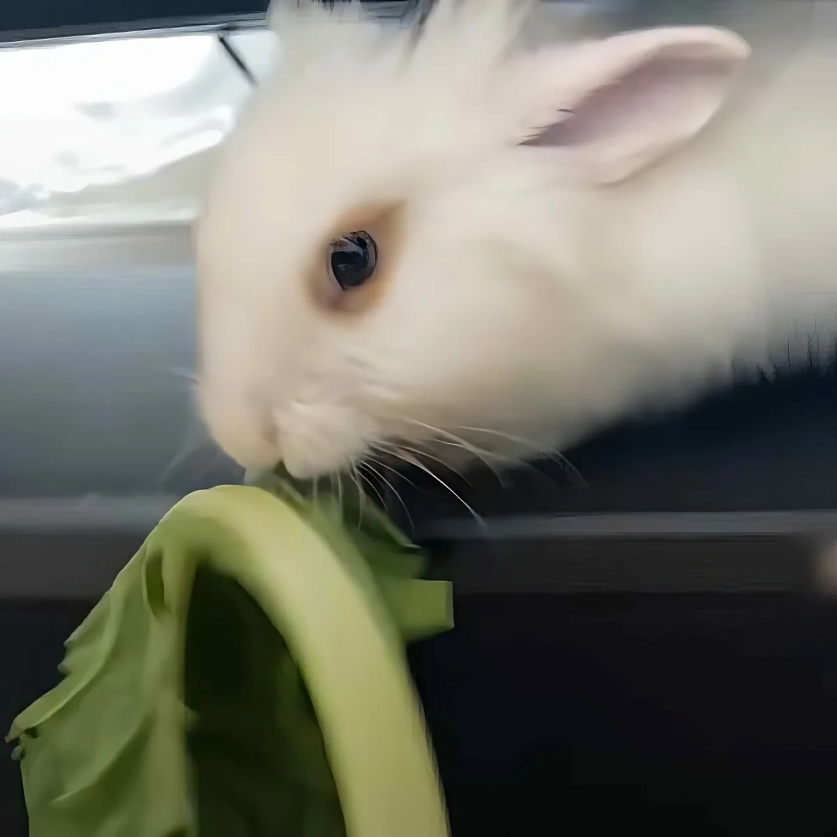 A white rabbit is eating a green leafy vegetable, with its whiskers and nose prominently visible.