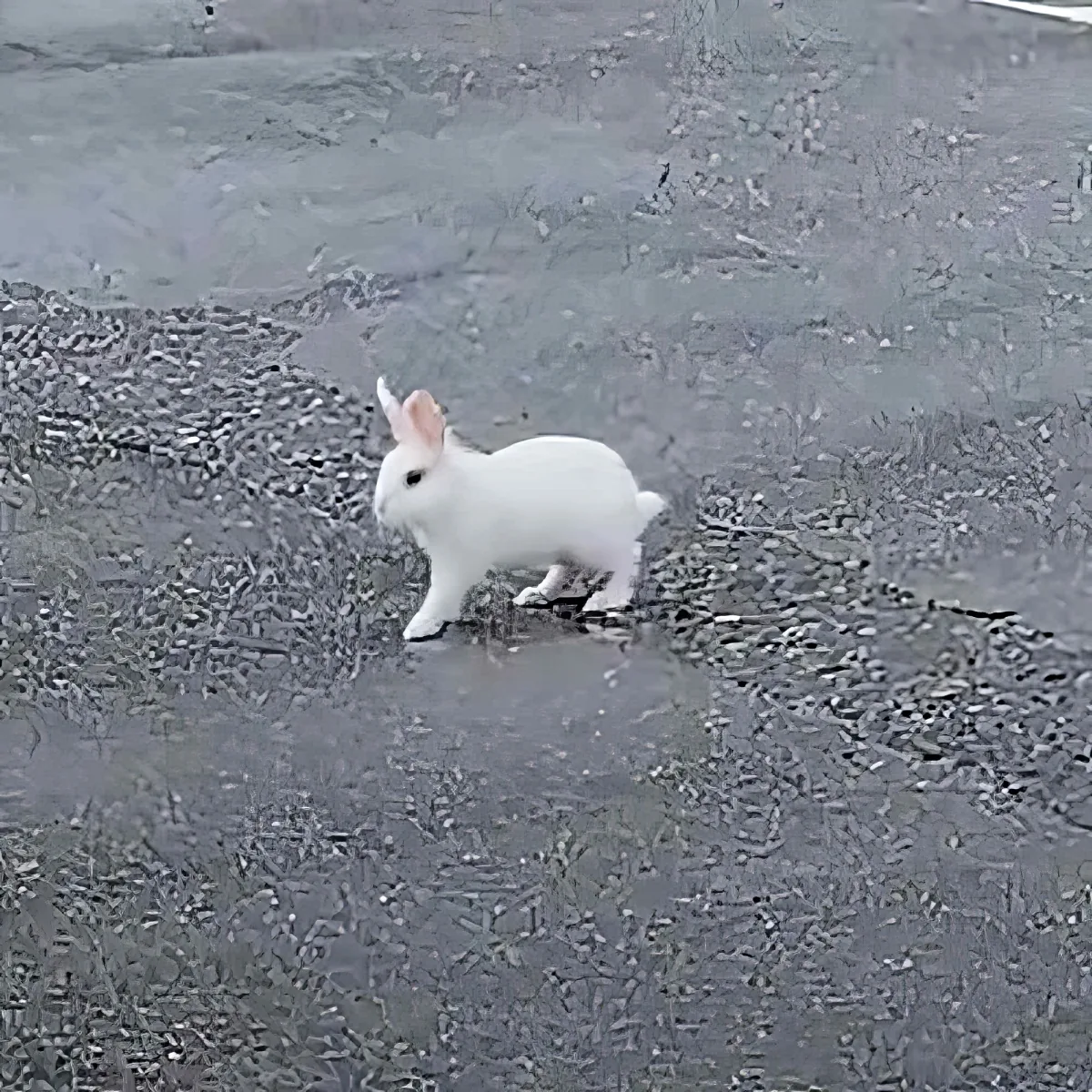 A white rabbit stands on wet pavement, ears perked, looking to the left.