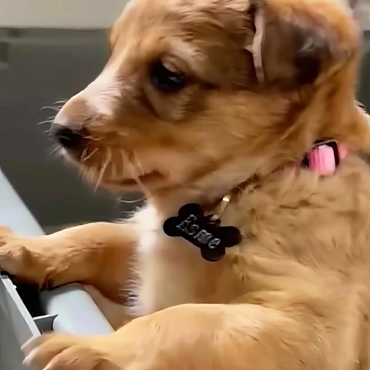 A golden retriever puppy with a pink collar and a bone-shaped tag that says "Heming" is lying down.