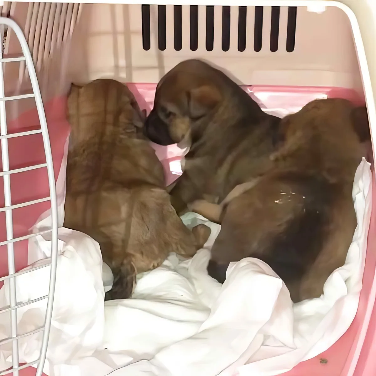 Three brown puppies snuggled together in a pink and white crate lined with white fabric.