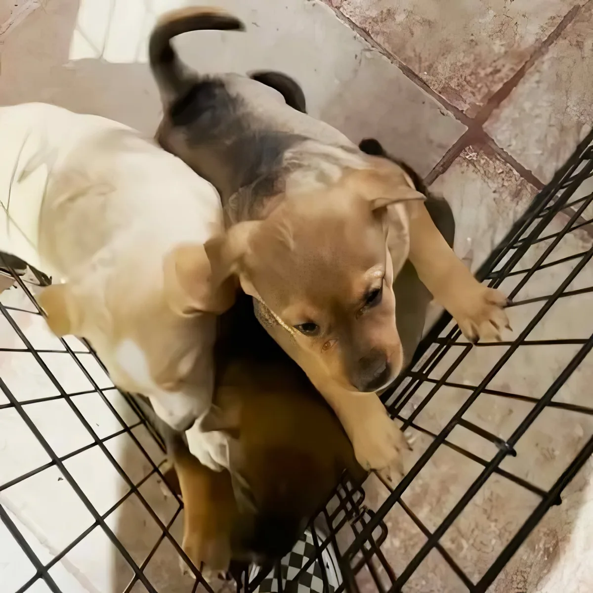 Two puppies, one light brown and one white, are playfully interacting inside a metal cage.