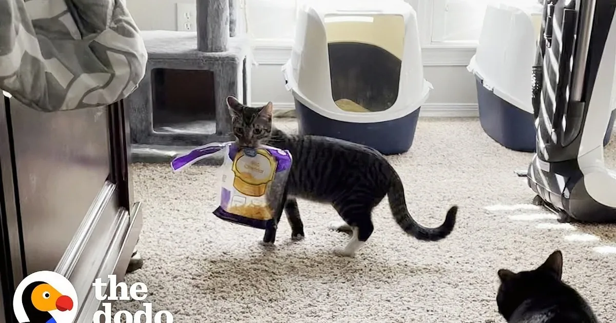 Kind Woman Plays Chasing Game With Cheese Addicted Cat