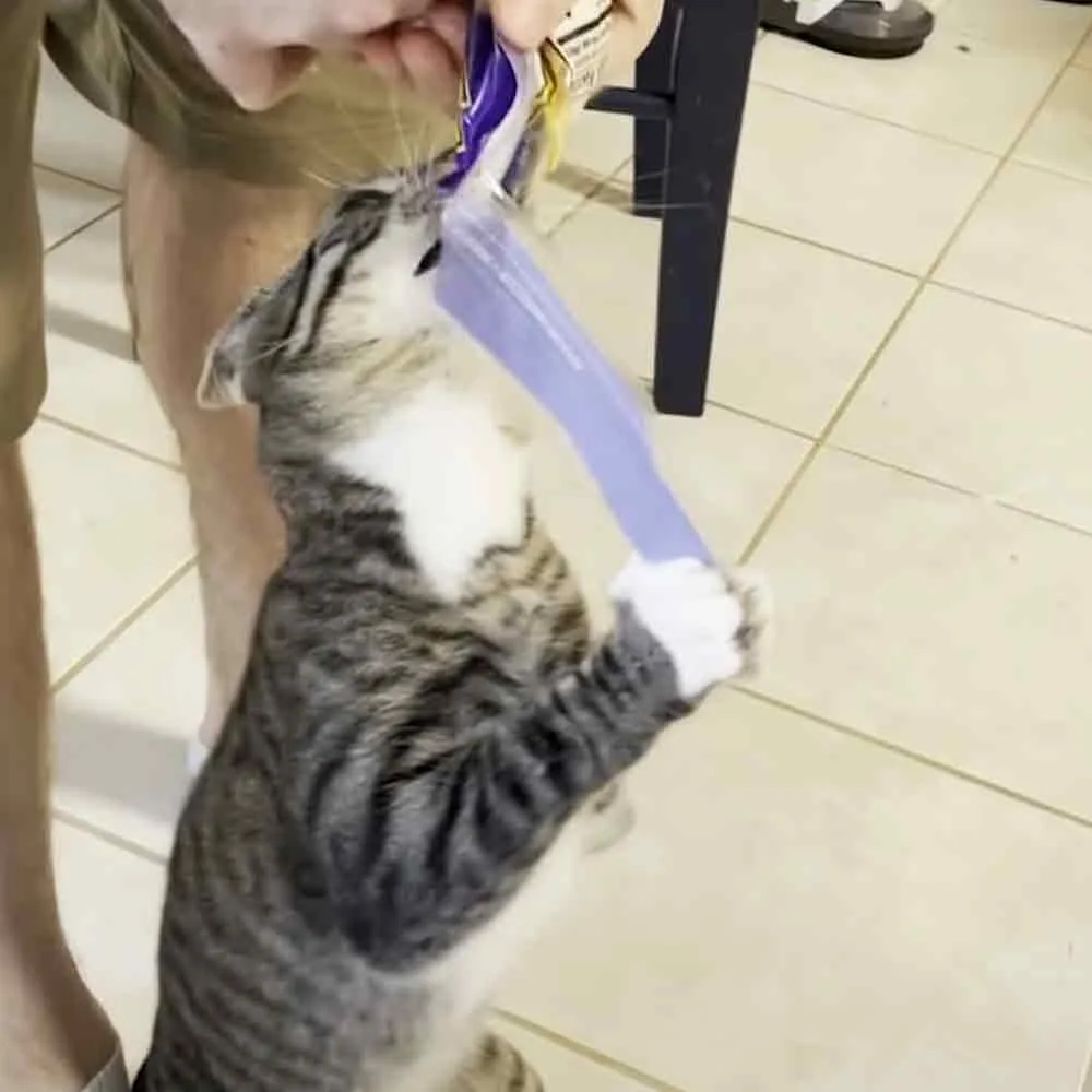 A cat with a cast on its leg is being held by a person in a veterinary setting.
