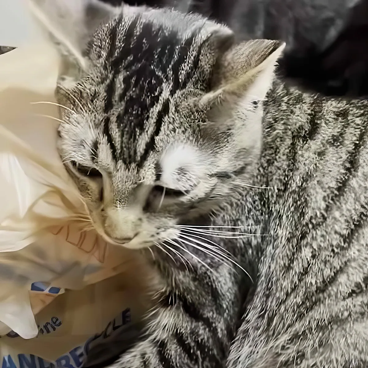 A sleepy tabby cat with closed eyes rests on a crumpled paper bag.