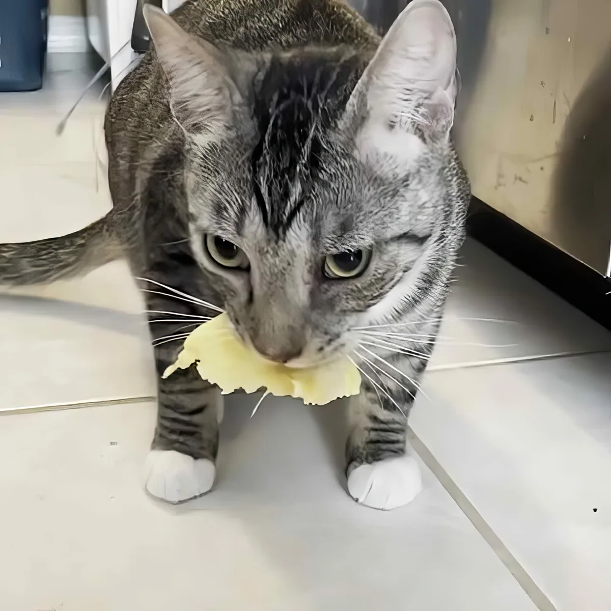 A tabby cat with a piece of yellow paper in its mouth stands on a tiled floor.