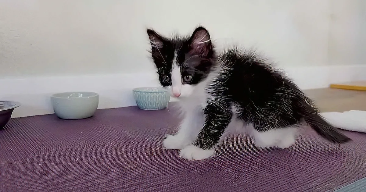 Grandma's Great Idea Helps Tiny Kitten Run on His Own