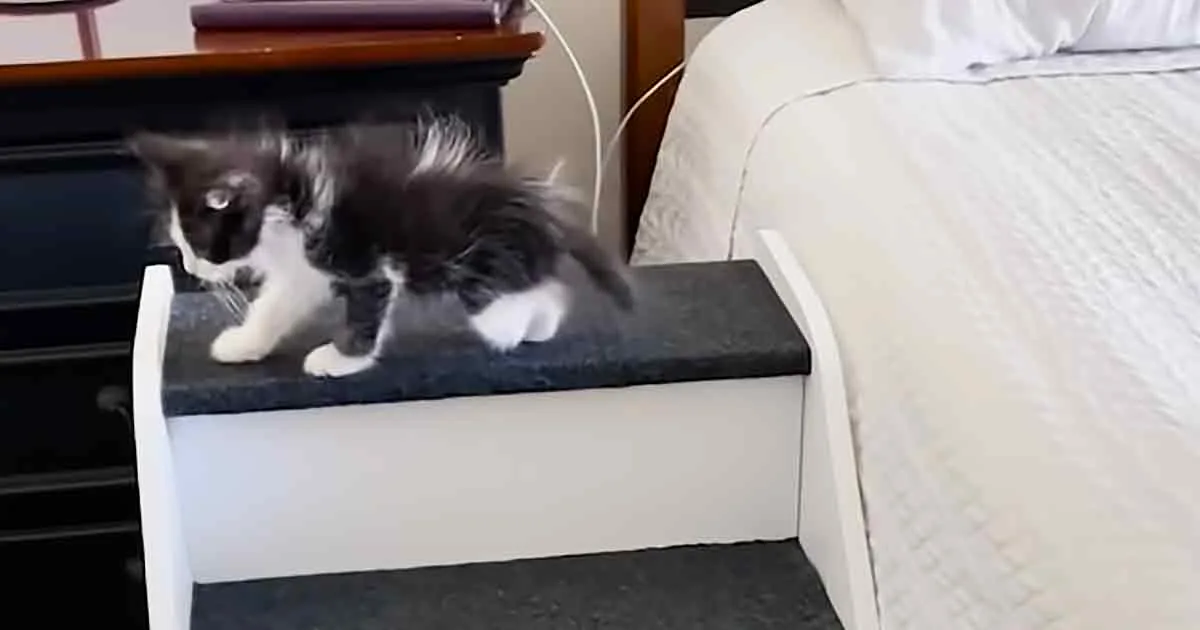A black and white kitten stands on a white pet step, looking towards the camera.