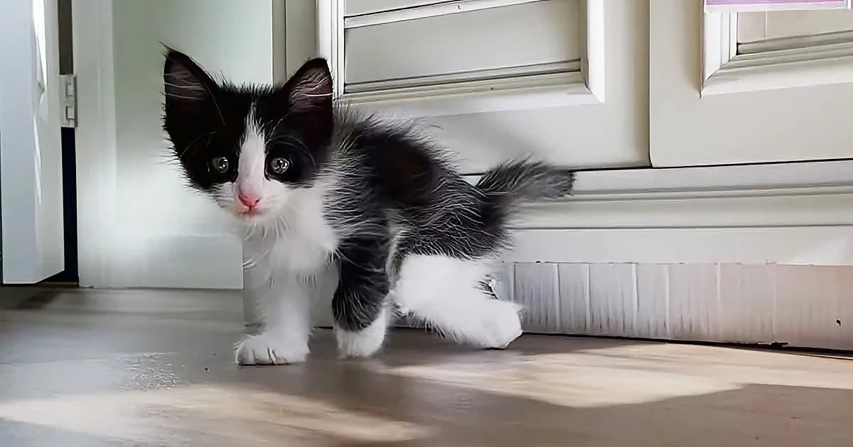 A black-and-white kitten with a white chest and paws stands on a wooden floor near a white door.