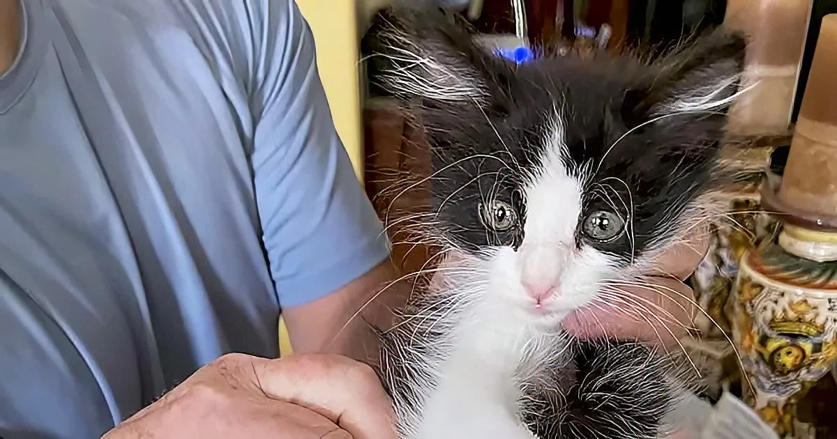 A fluffy black-and-white kitten with striking green eyes is being held gently by a person in a blue shirt.
