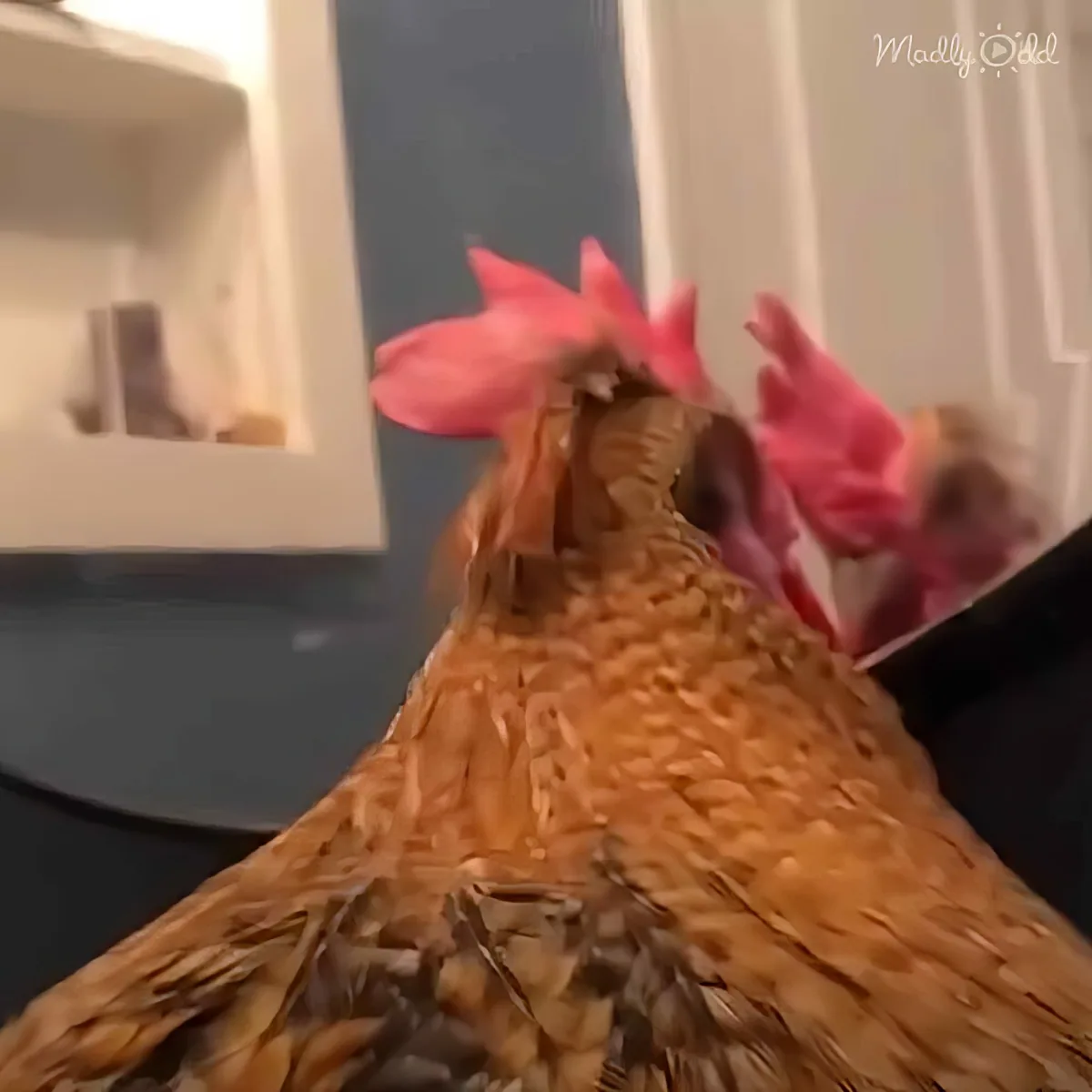 A close-up of a chicken with a vibrant pink comb and wattle, showcasing its textured brown feathers.
