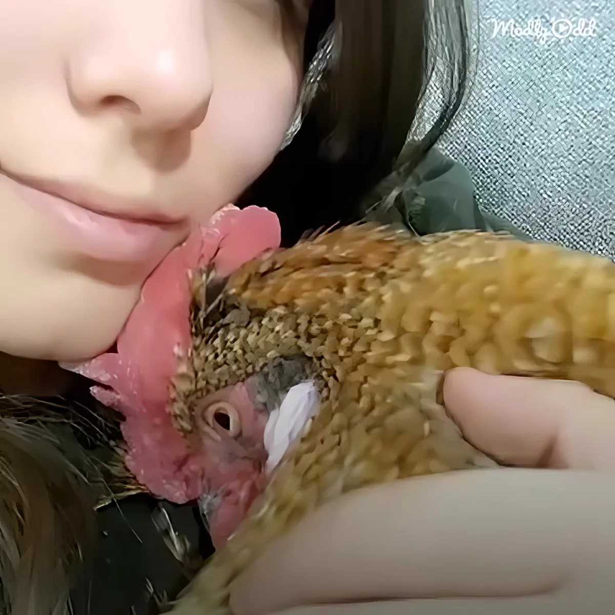 A person holds a chicken close, with the bird's head near their face, showcasing a tender moment.