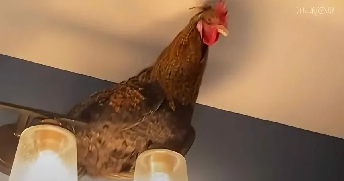 Heartbroken Rooster Transforms Into a Spoiled Alpha Fowl