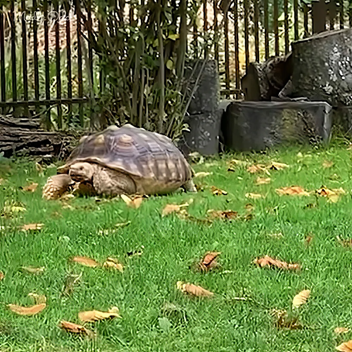 Cute piggy and gorgeous tortoise