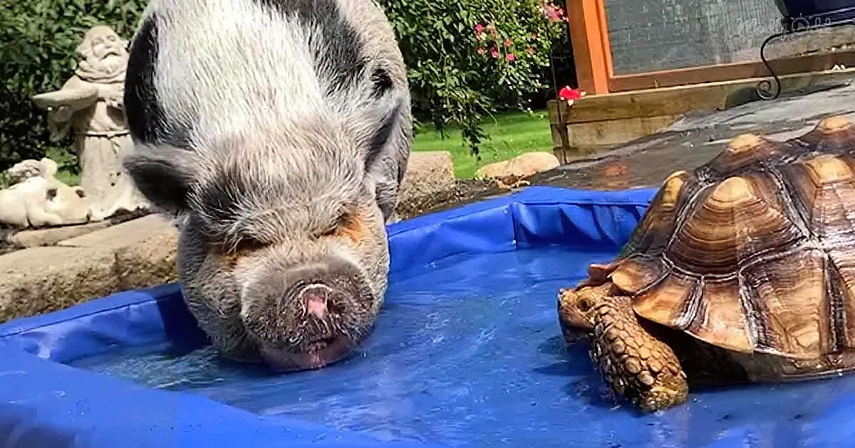 Cute Piggy and Gorgeous Tortoise Share Snacks, Snuggle Blankets, & Treats