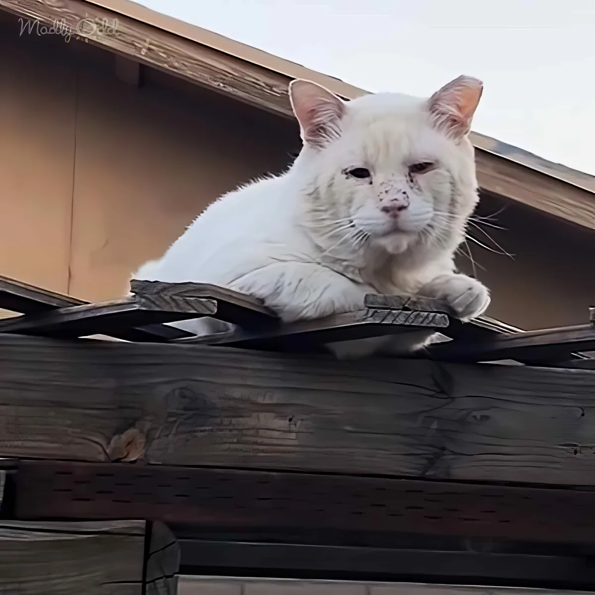Adorable white cat