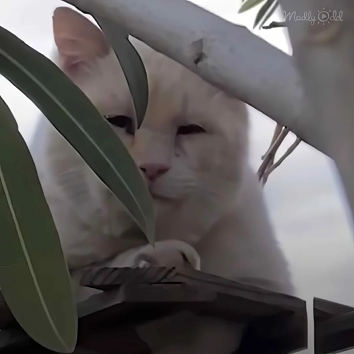 Adorable white cat