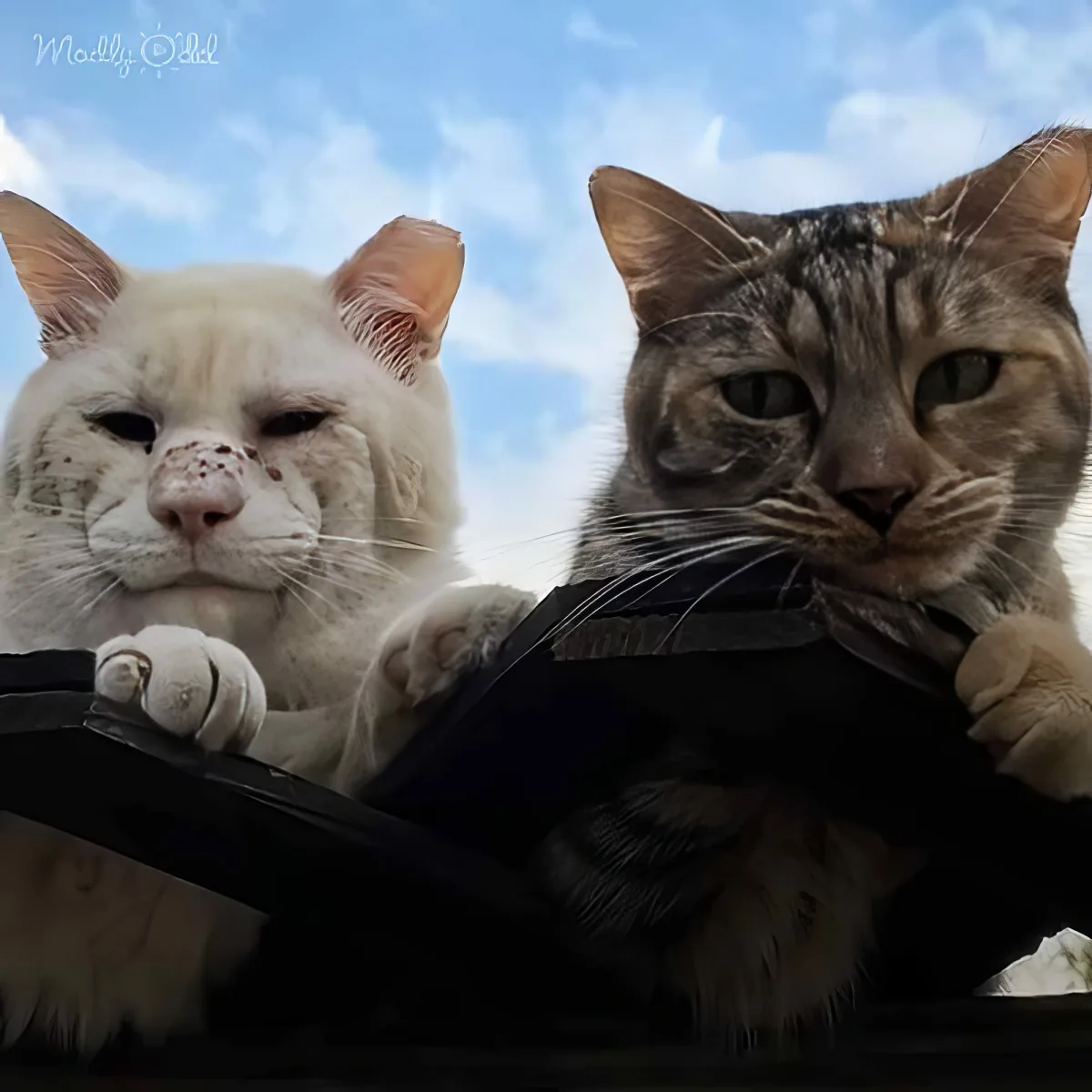 Two cats, one white and fluffy, the other tabby, rest on a black surface against a blue sky.