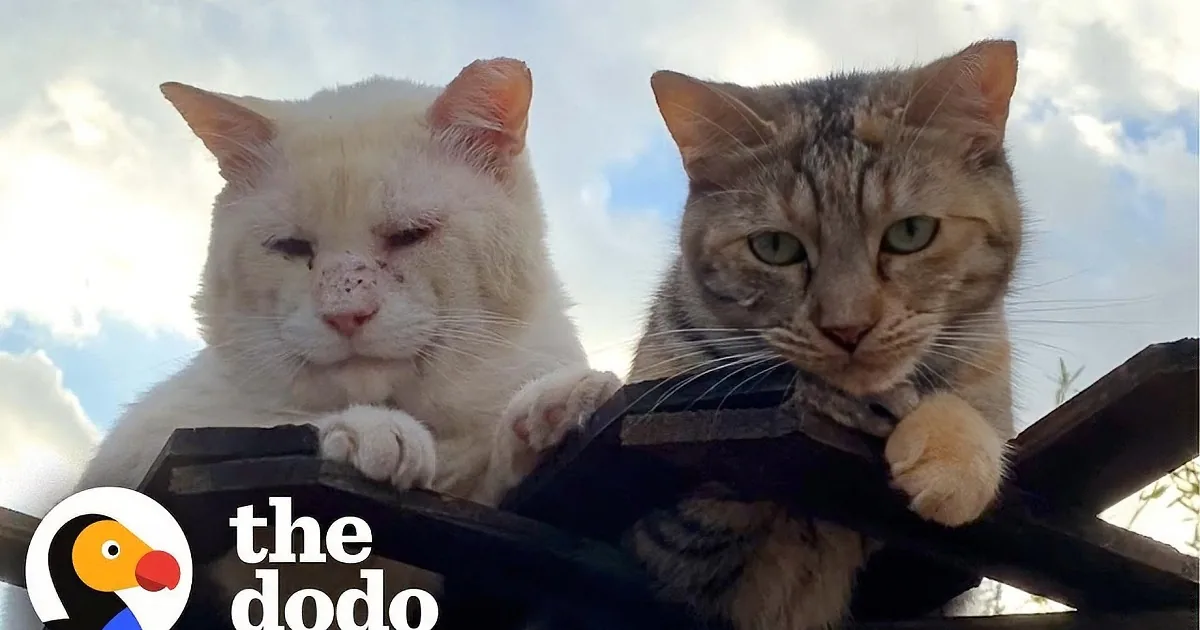 A White Cat Separated From True Love Turns Into a Mess