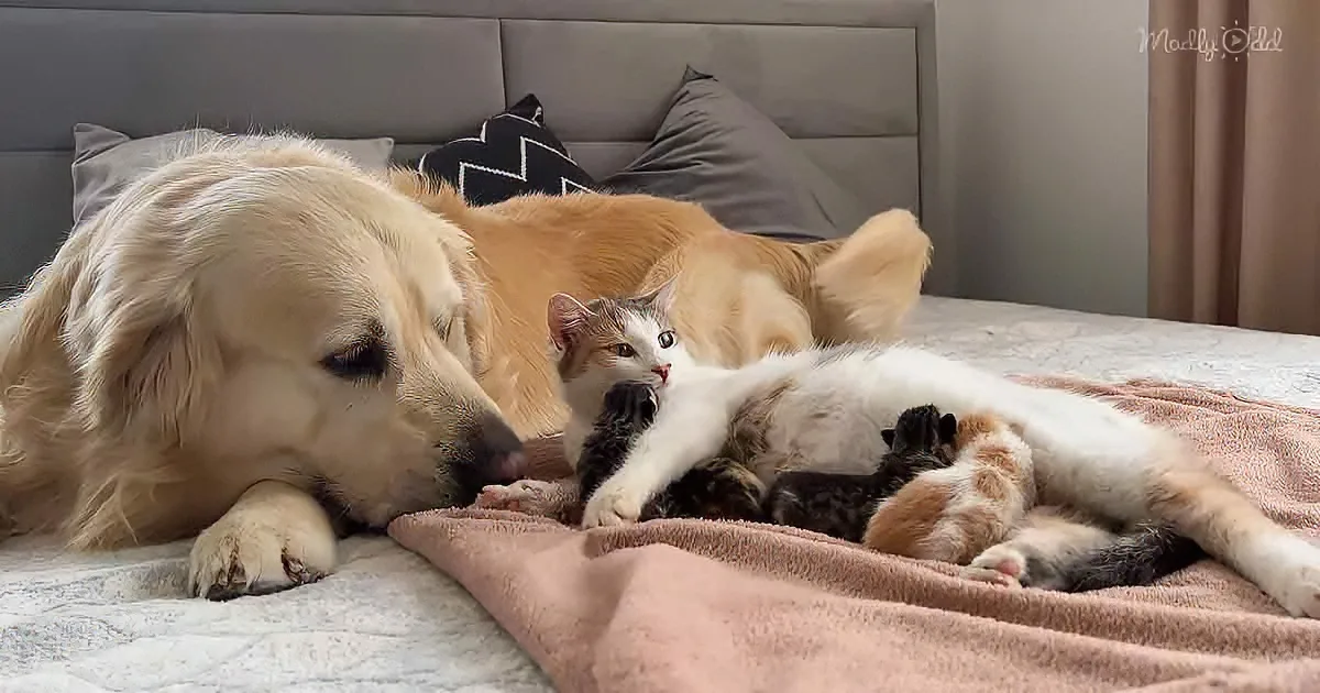 Golden Retriever, cat, and Kittens