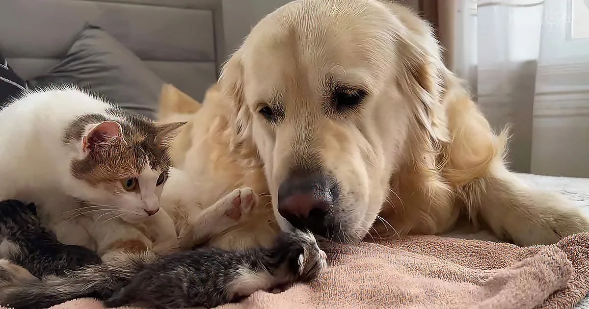 Golden Retriever, cat, and Kittens