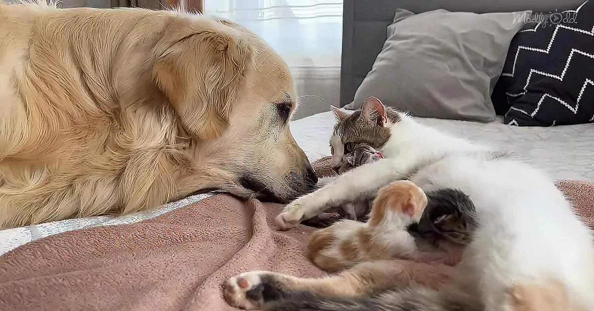 Golden Retriever, cat, and Kittens