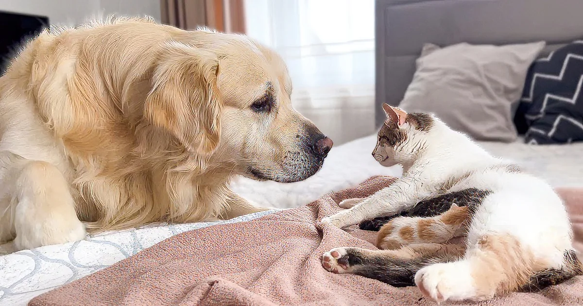 Newborn Kittens Say Hello to Golden Retriever in a Sweet Way