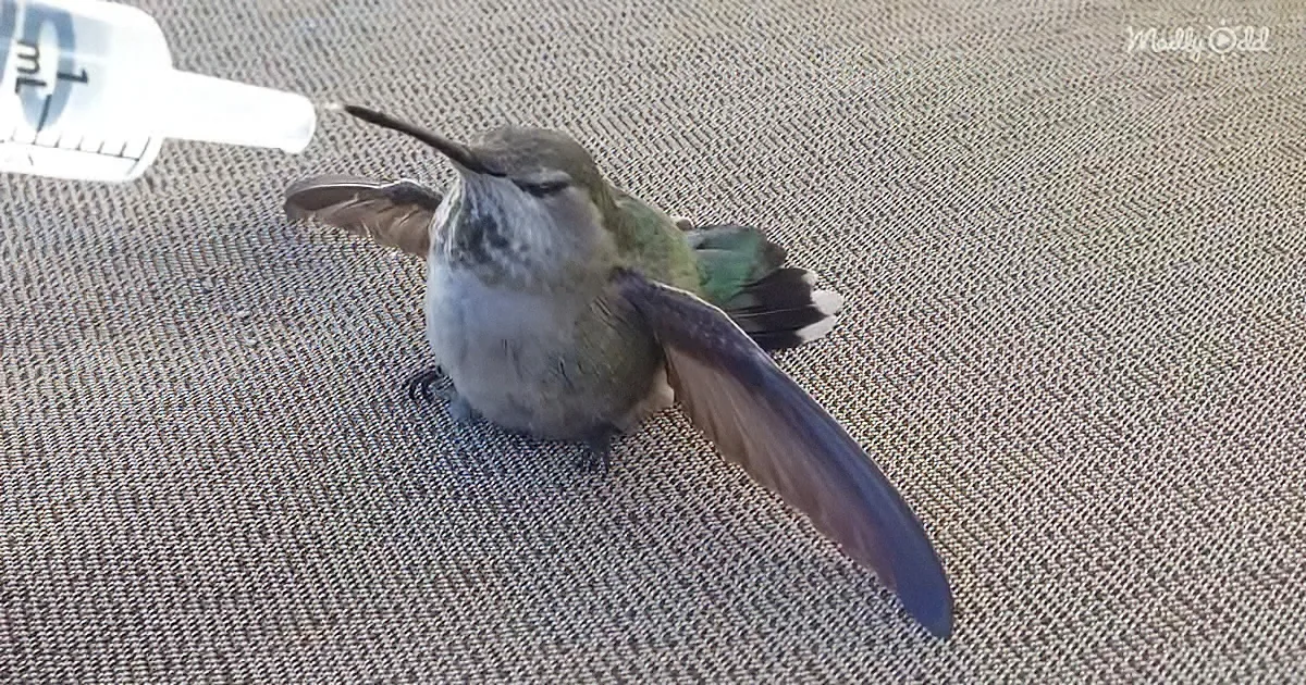 California Guy Rescues Tiny Hummingbird Stuck in His Garage