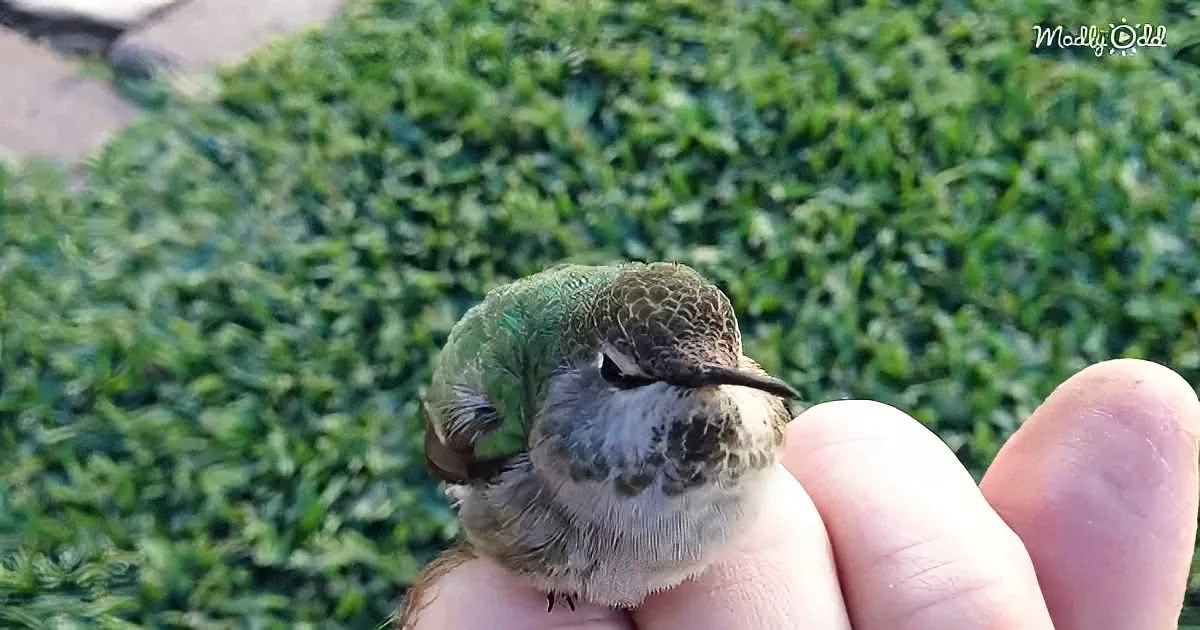Rescued tiny hummingbird