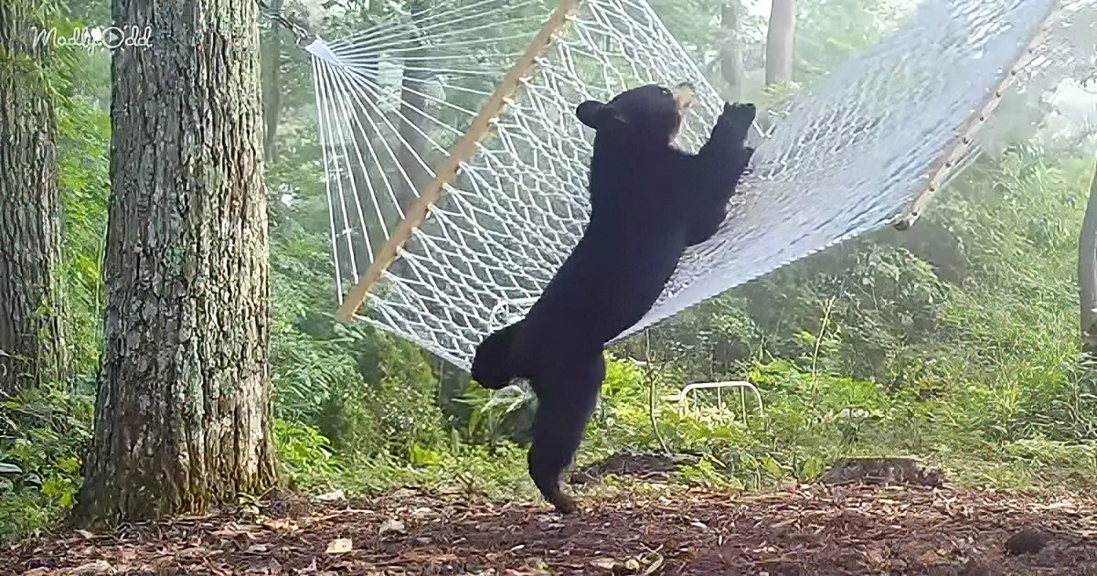 A black bear hangs upside down in a hammock in a forested area.
