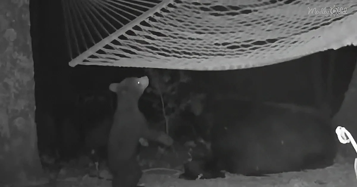 Mama bear and her three little bears