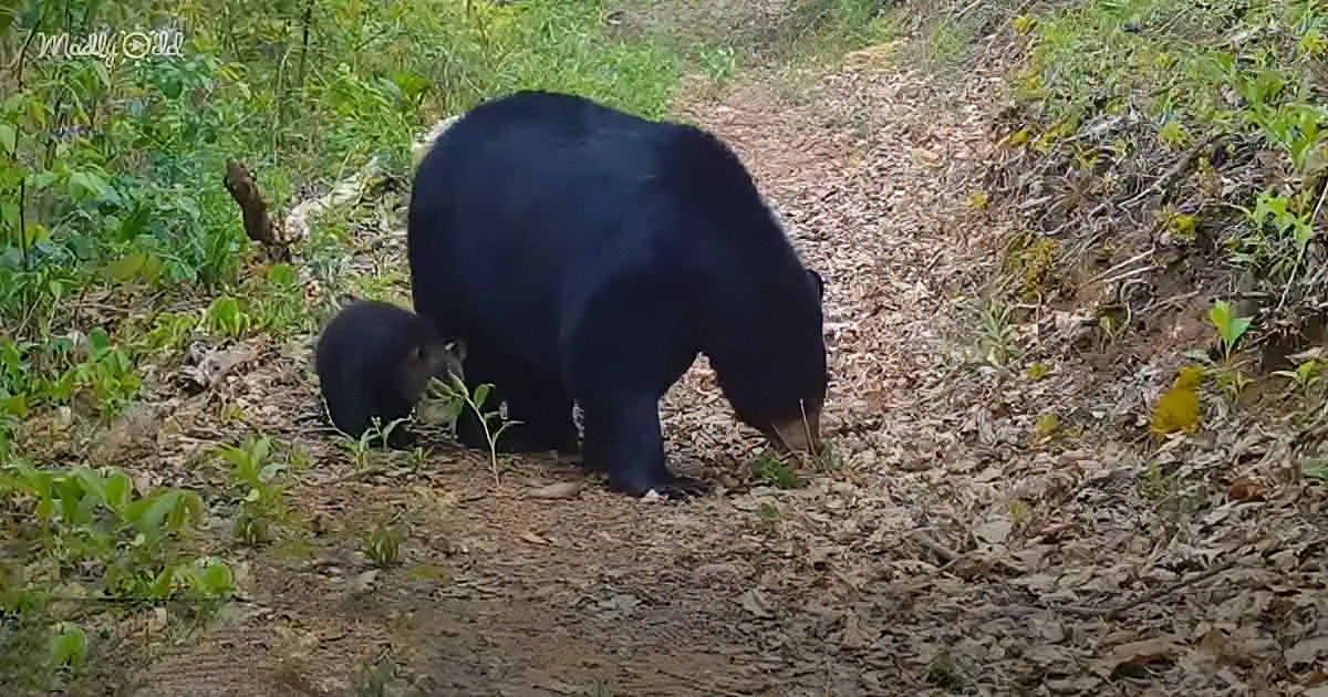 Mama bear and her three little bears