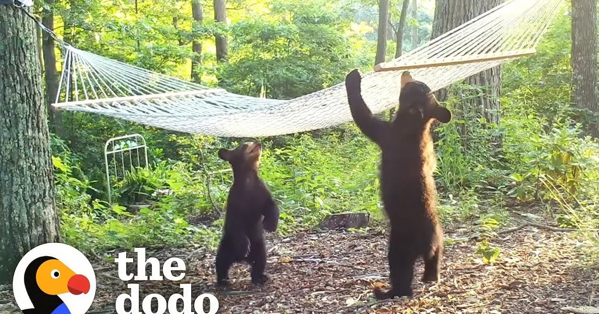 Woman Sets up a Hammock for Big Mama Bear and Her Three Little Bears