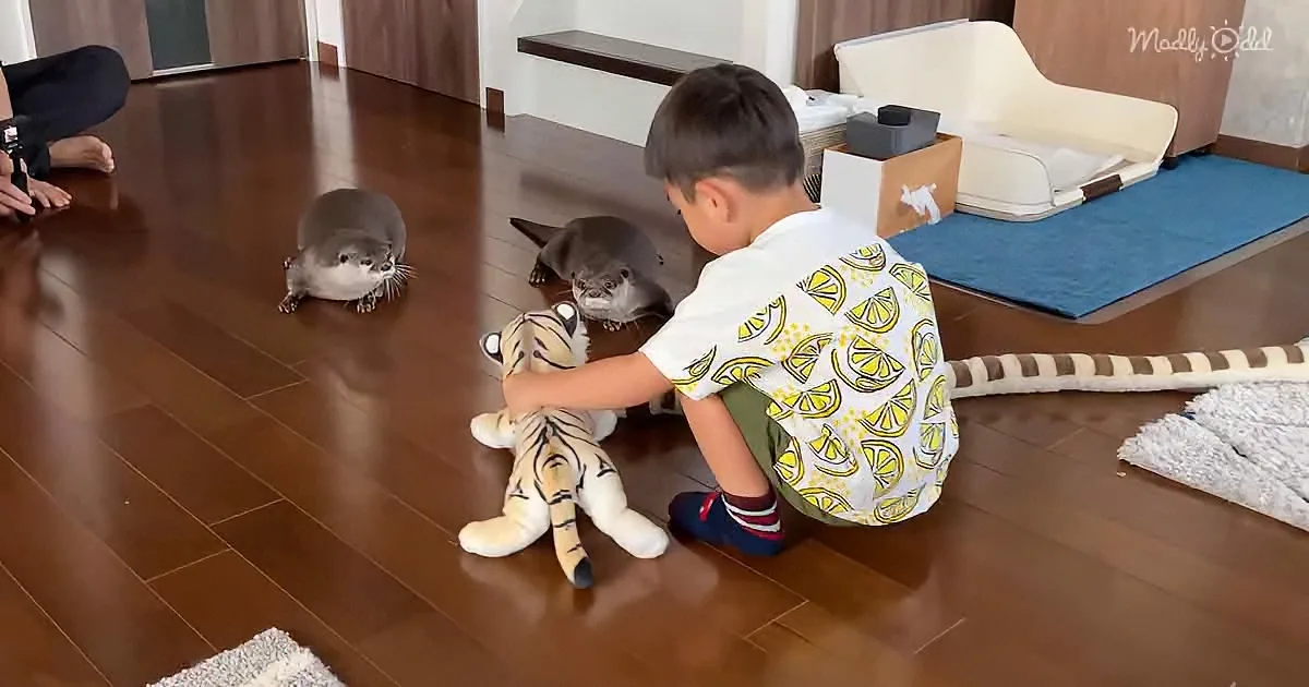 Curious otter and kid playing