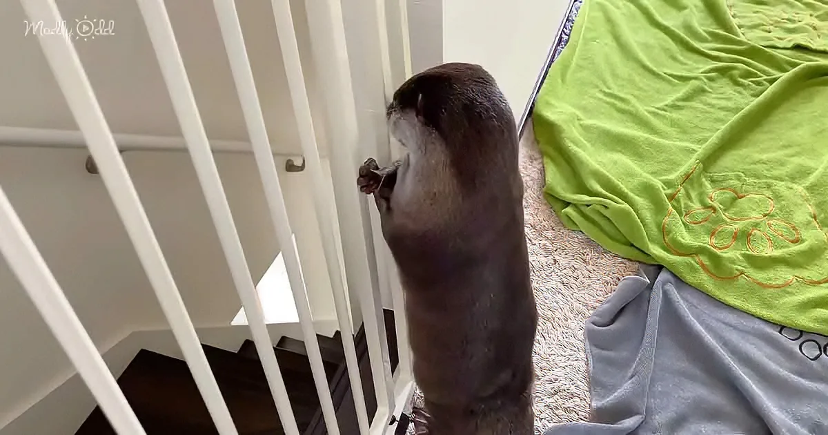 A small, dark-furred animal, possibly a ferret, stands on its hind legs, gripping a white railing near a staircase.
