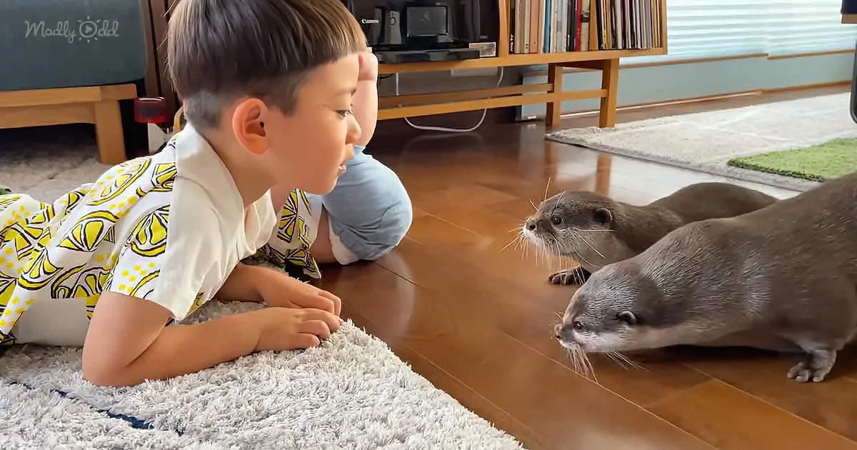 Carefree Children & Little Baby Want to Play With Curious Otters
