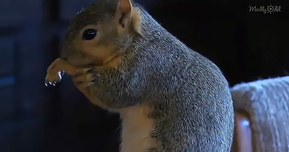 A squirrel with a nut in its mouth, perched on a surface, against a dark background.