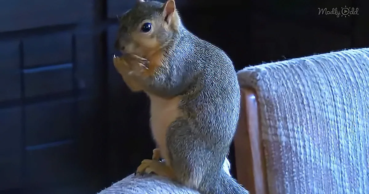 Pet Squirrel Attacks Burglar Stealing From Owner's Gun Safe