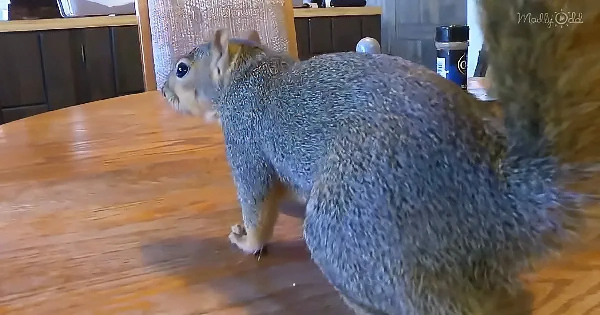 A squirrel stands on a wooden table, facing left, with its bushy tail visible.