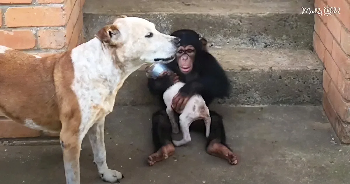 Baby Chimpanzees Help a Dying Puppy Become a Brand-New Dog